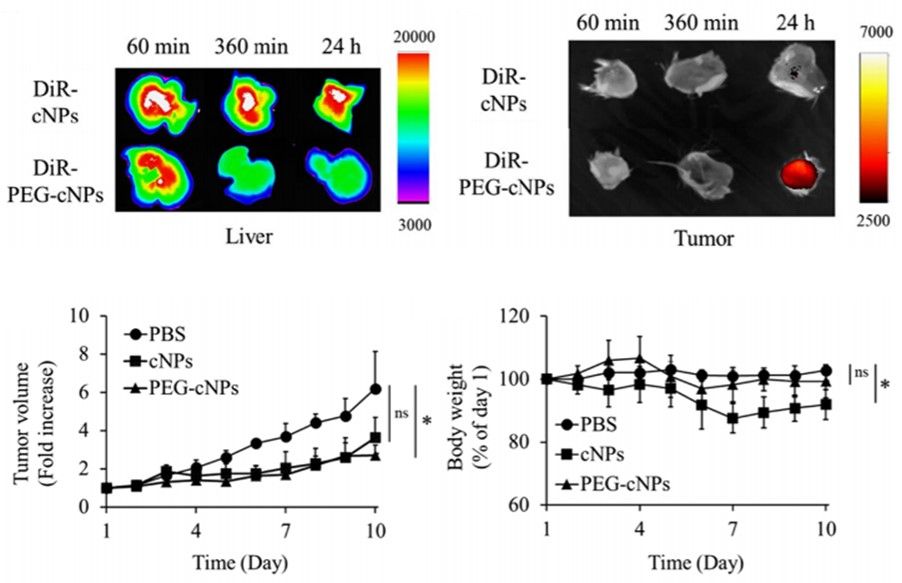 Tissue accumulation and tumor suppression effects of corn-derived nanoparticles in tumor-bearing mice.